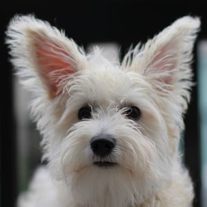 Meet your Posher, Joyce